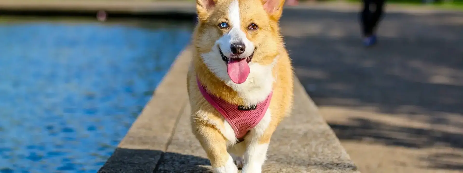 Bark.com Review: Streamlining Service Connections in the Digital Marketplace