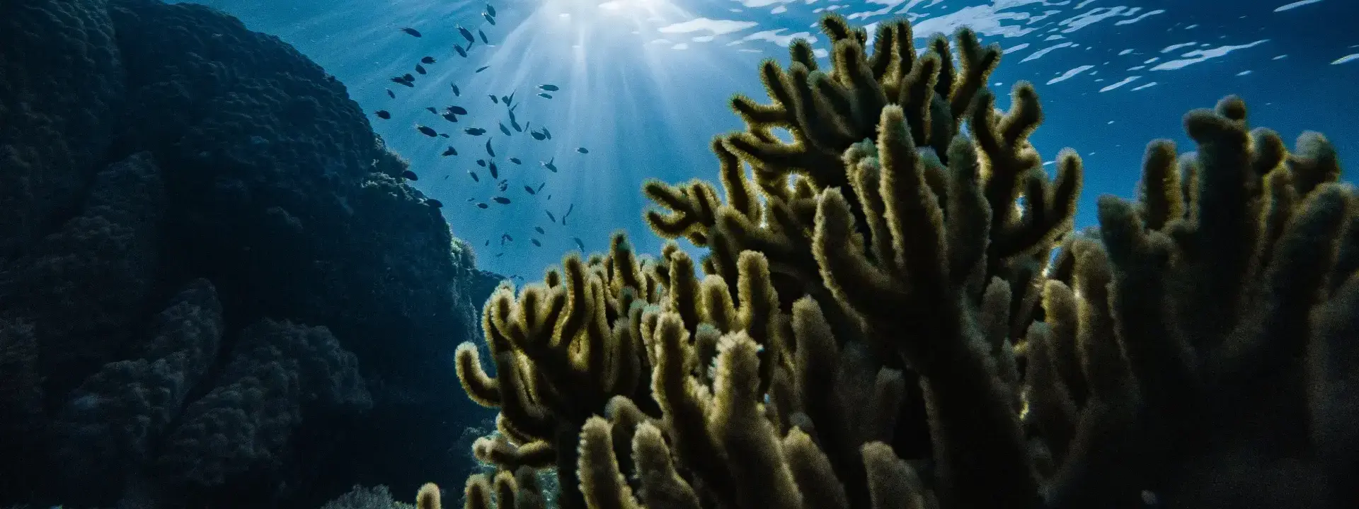 Industry Report: Conservation Industry