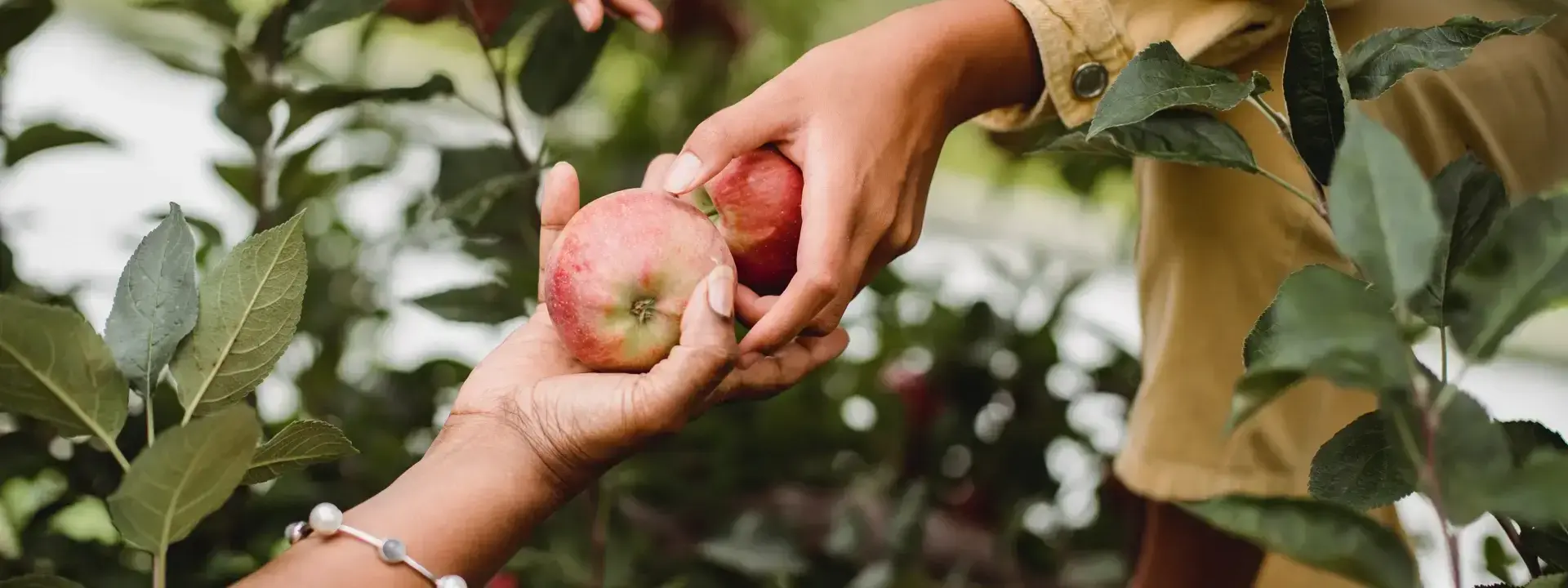 Fruit Picker Job Description