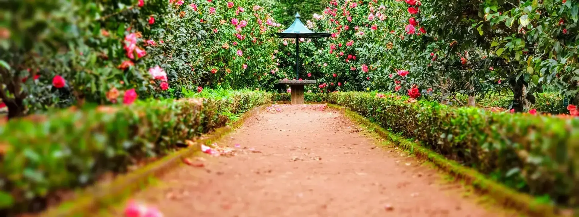 A Day in the Life of a Gardener: Cultivating Green Dreams