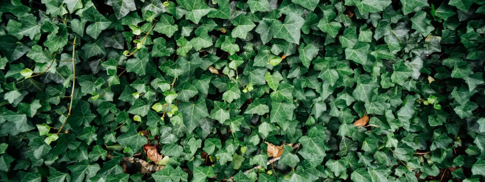 Hedge Cutting Job Description