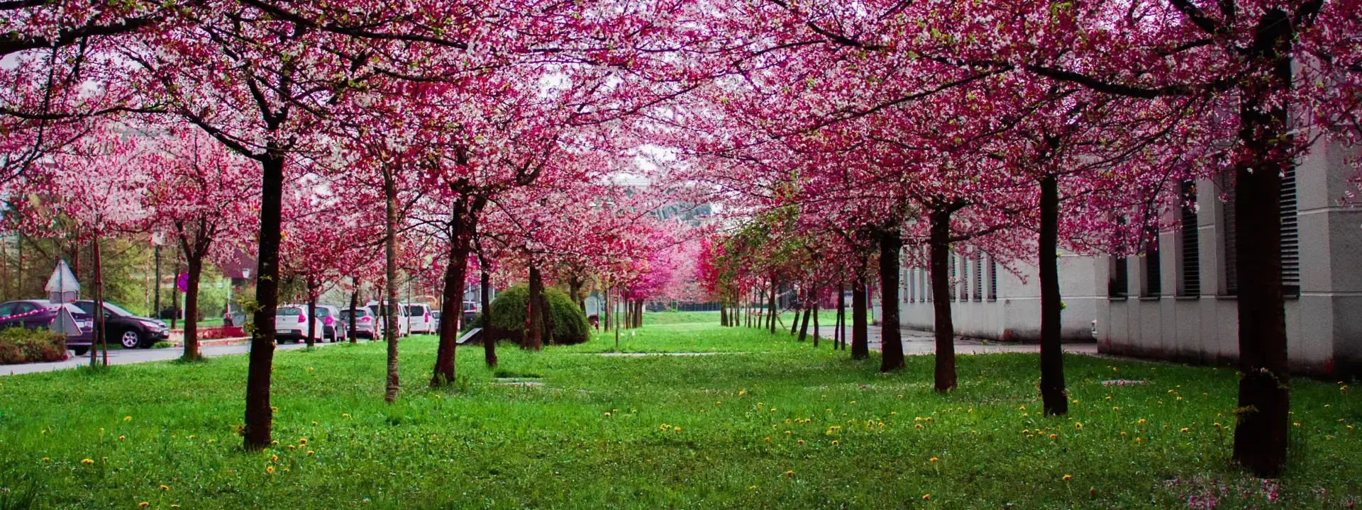 A Day in the Life of a Park Volunteer