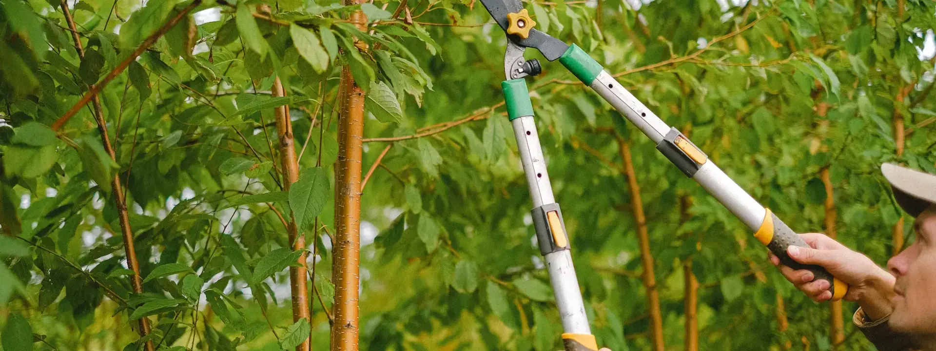 Tree Pruning Job Description