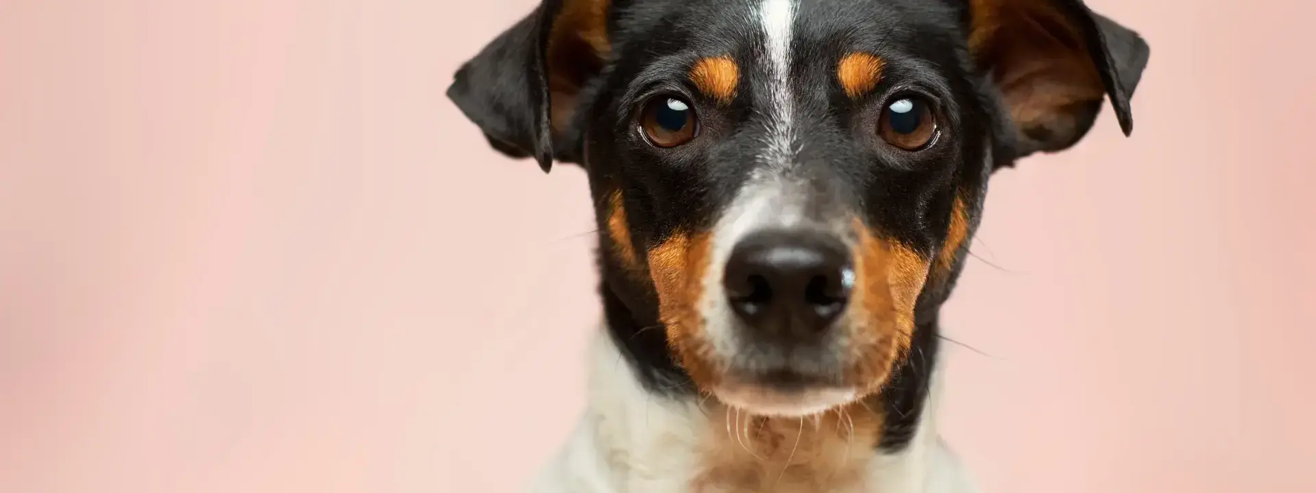 The Unsung Heroes: Volunteer Vet Nurses and Their Vital Role in Animal Welfare