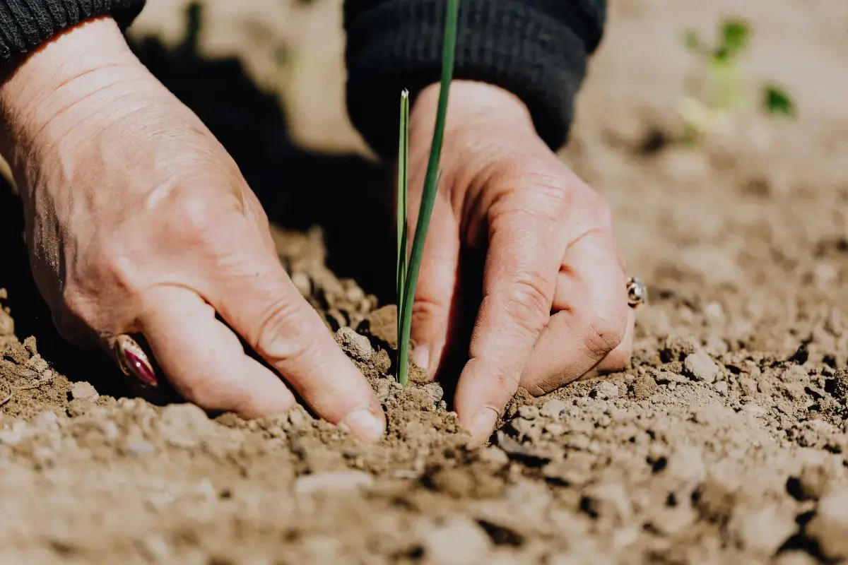 What is a Agriculture?