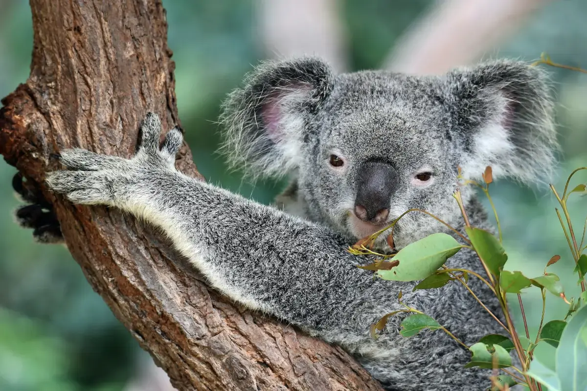 Australia 2026 Job Market Report Image2