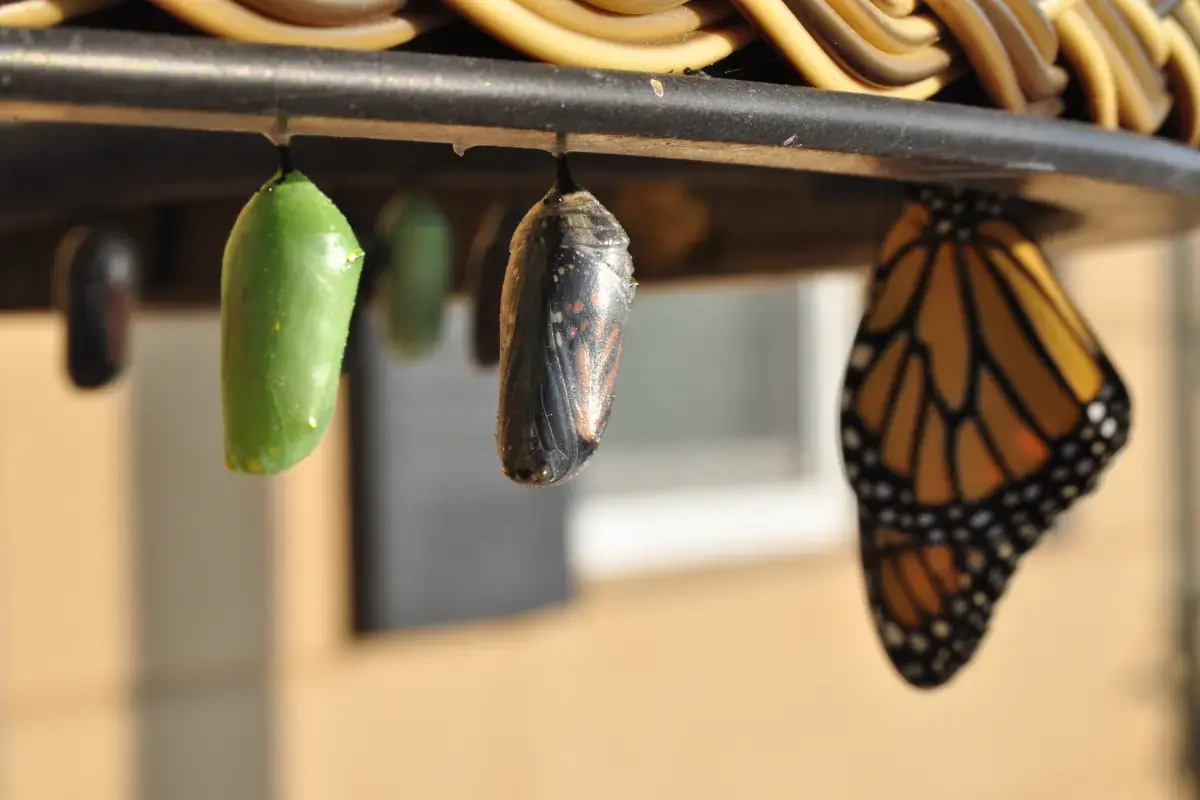 The Career Pivot: Unveiling the Path to Professional Transformation Image4