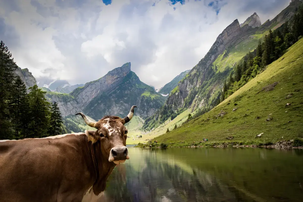 Self Employment Market Report in Switzerland (2025) Image3