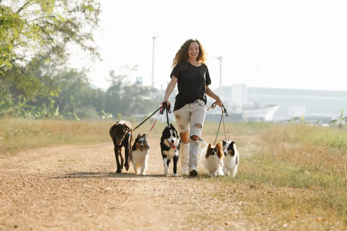 Find Dog Walking jobs