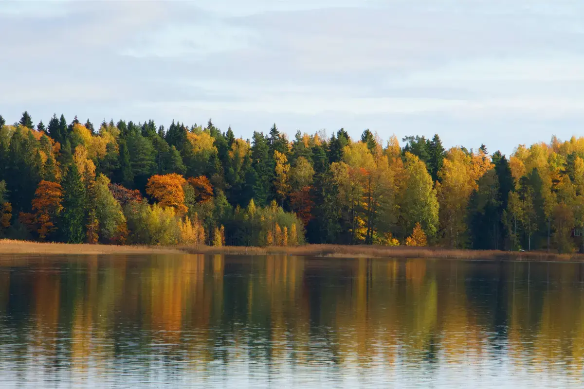 Self-Employment Market Report in Finland (2026) Image10