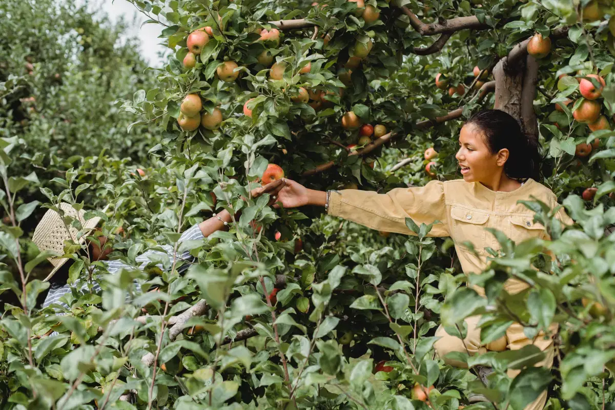 What is a Fruit Picker?