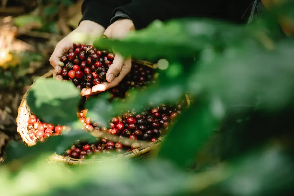 What is a Fruit Picker?