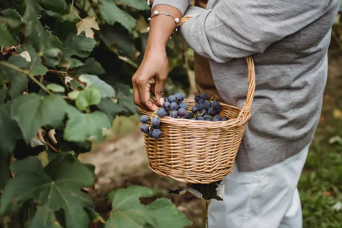 What is a Fruit Picker?