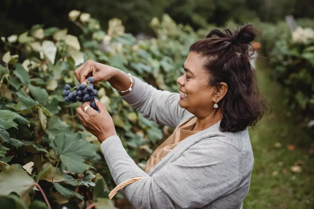 Working Conditions of a Fruit Picker?