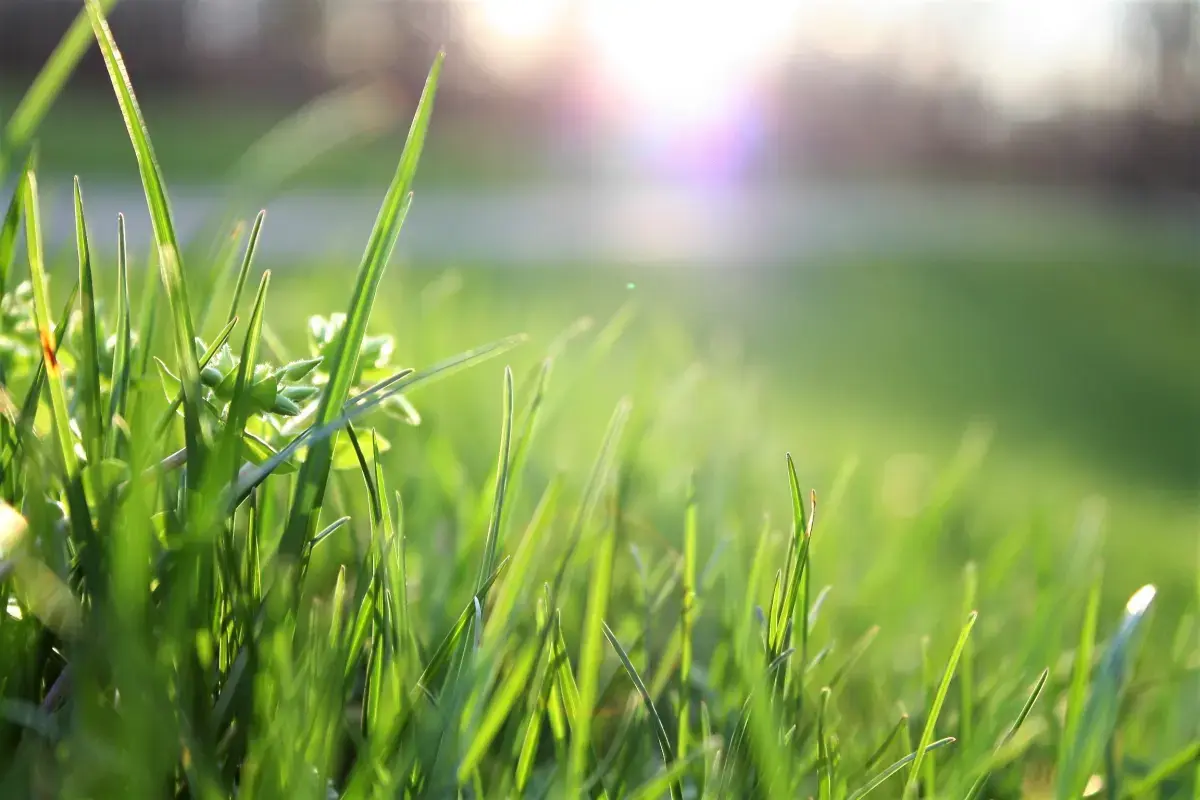 What is a Groundskeeper?