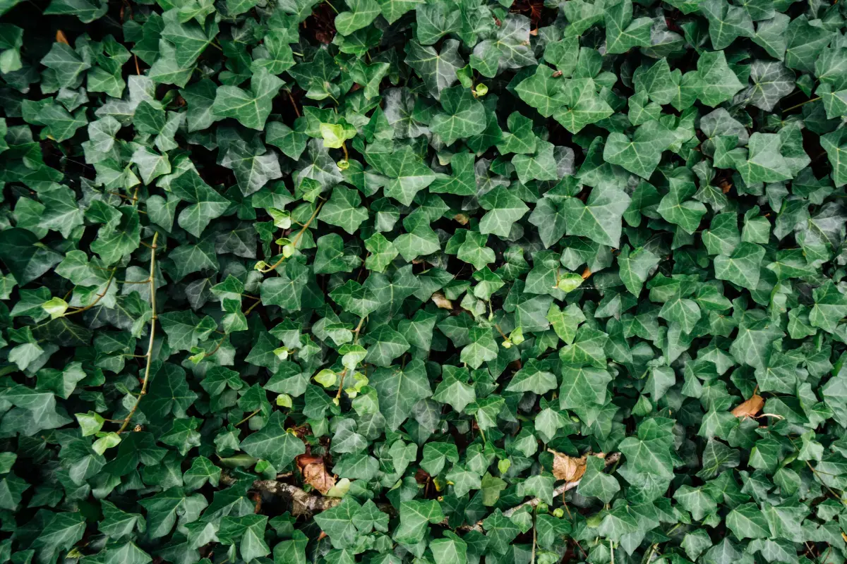 What is a Hedge Cutting?