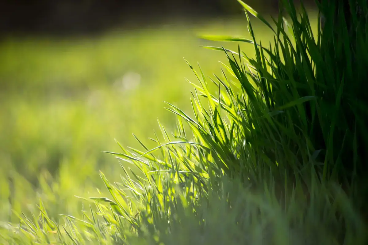 What is a Lawn Care?