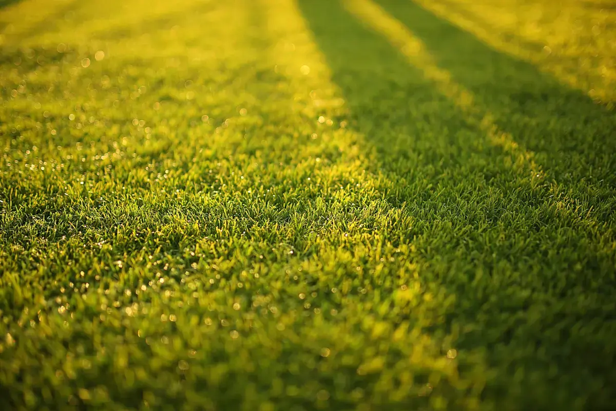 What is a Lawn Care?