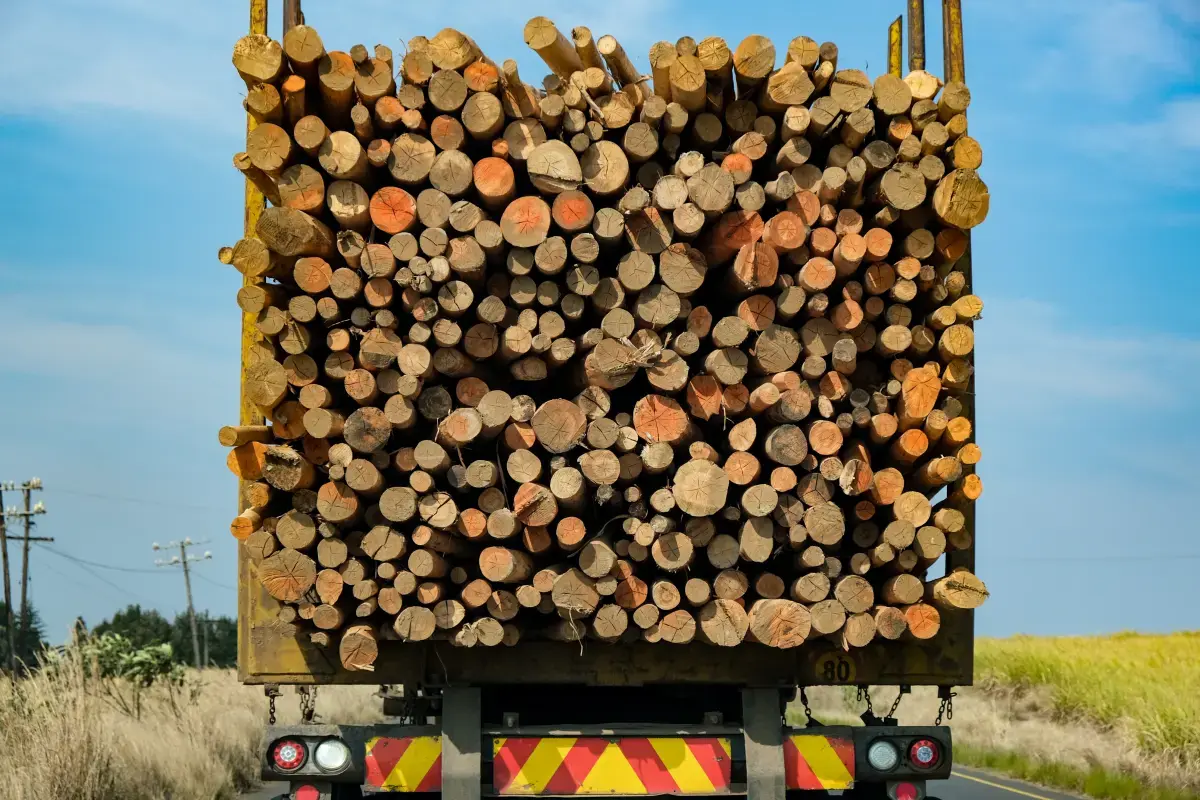 What is a Logging Forestry?