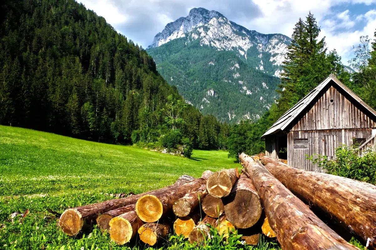 What is a Logging Forestry?