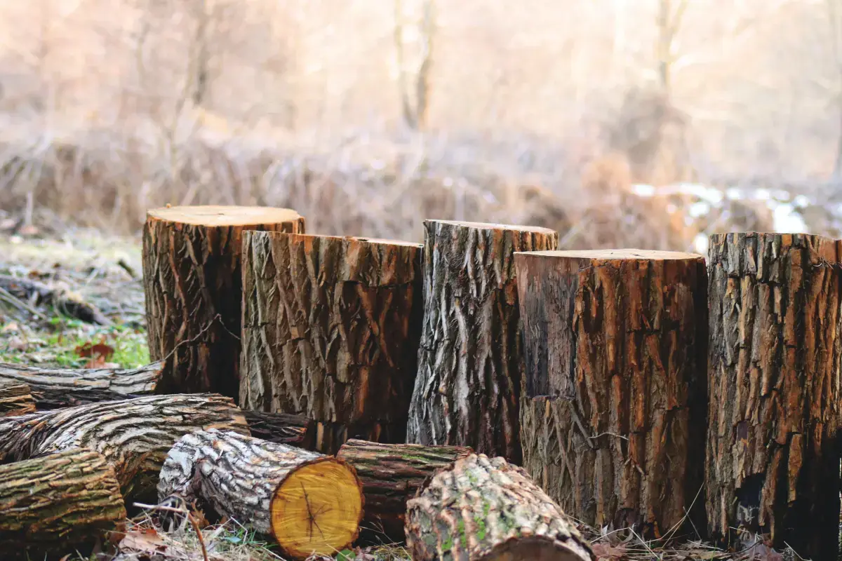 Logging Forestry