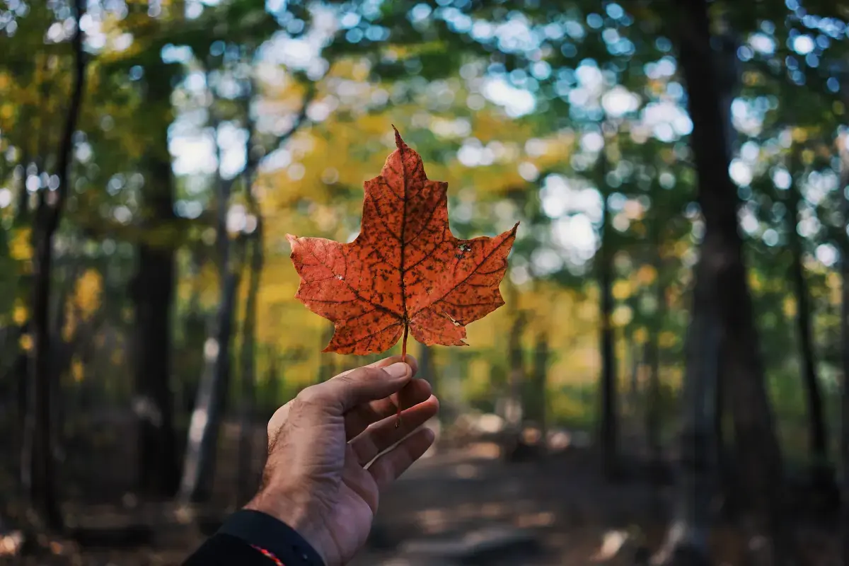 Finding a Job in Canada in 2025