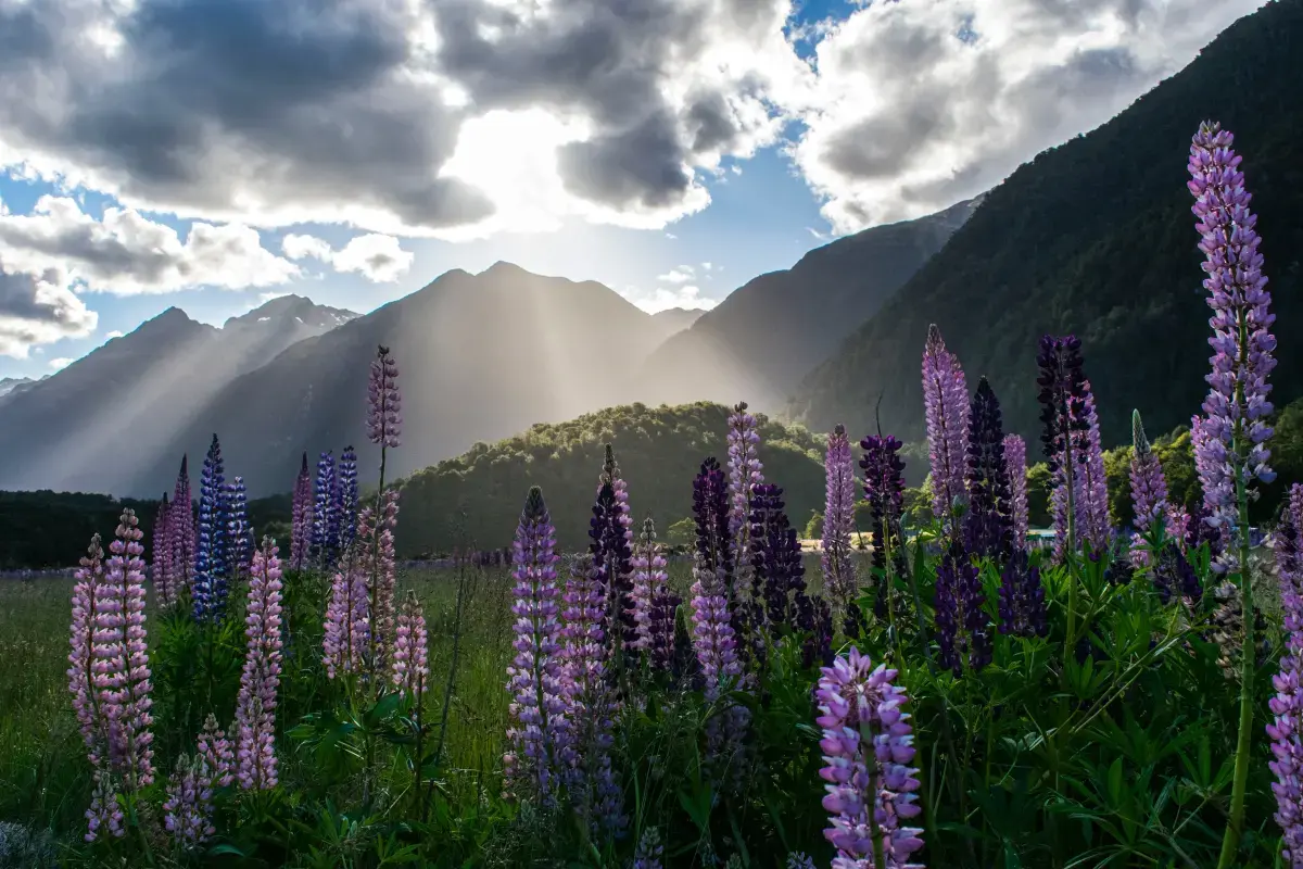Freelancing in New Zealand in 2025