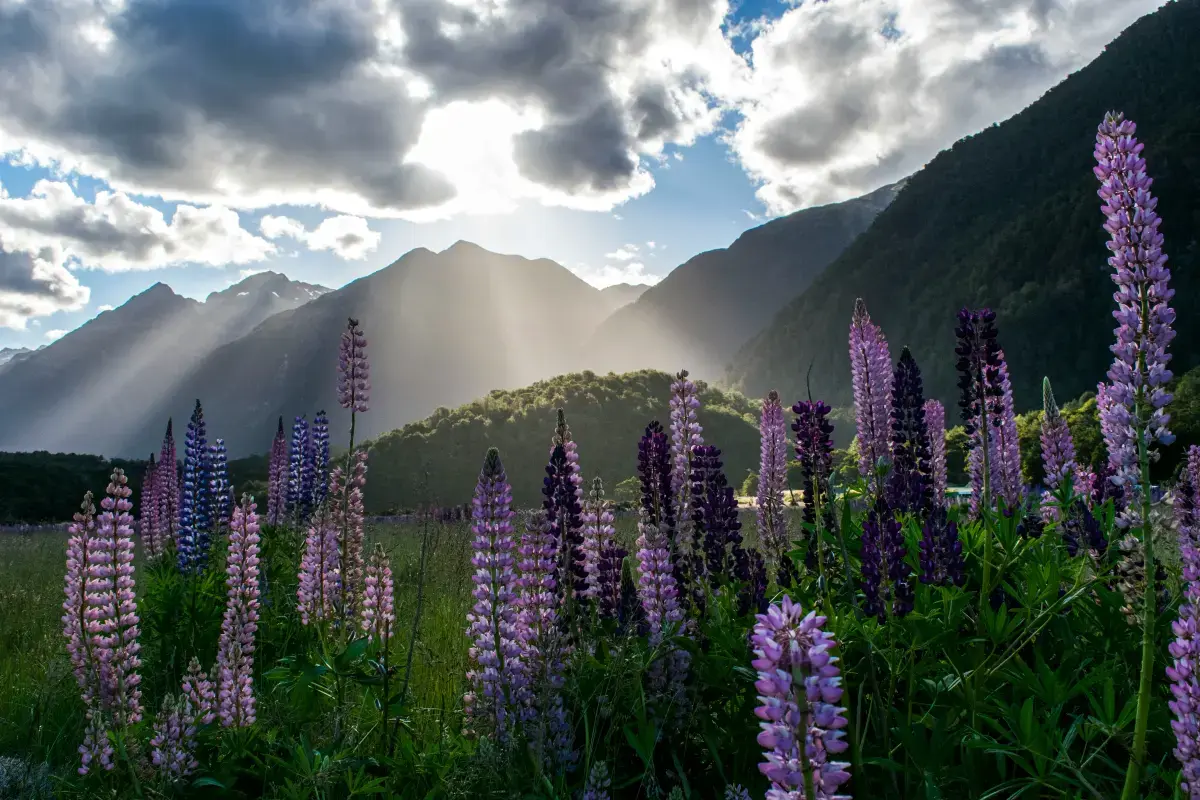 New Zealand 2026 Job Market Report Image1