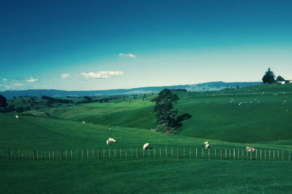 New Zealand 2026 Job Market Report Image6