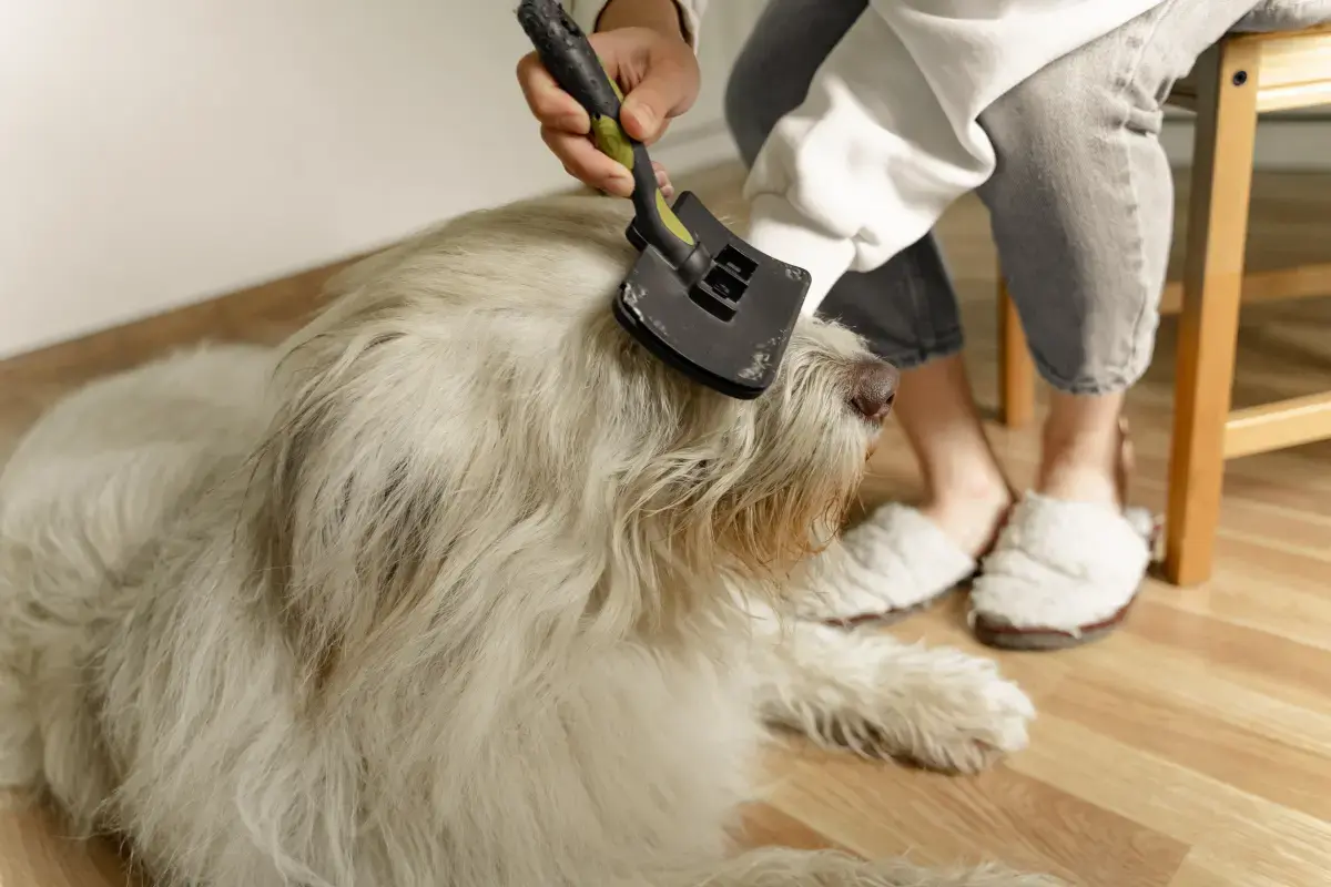 What is an expert Pet Groomer?