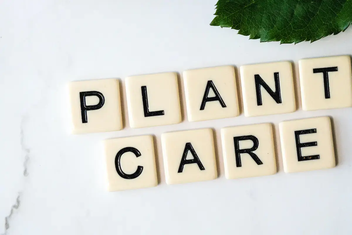 What is a Plant Care?