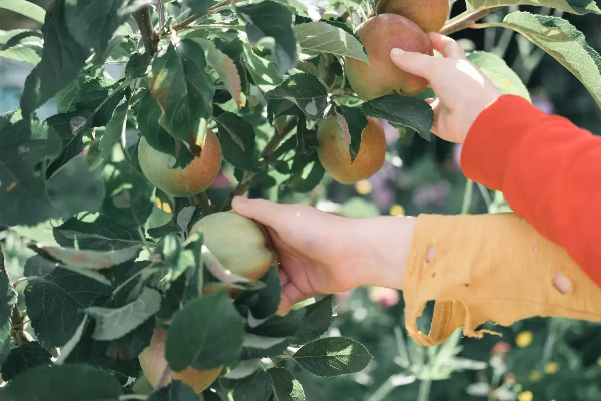 The Rhythm of Seasonal Work: Importance, Workers, and Impact Image1