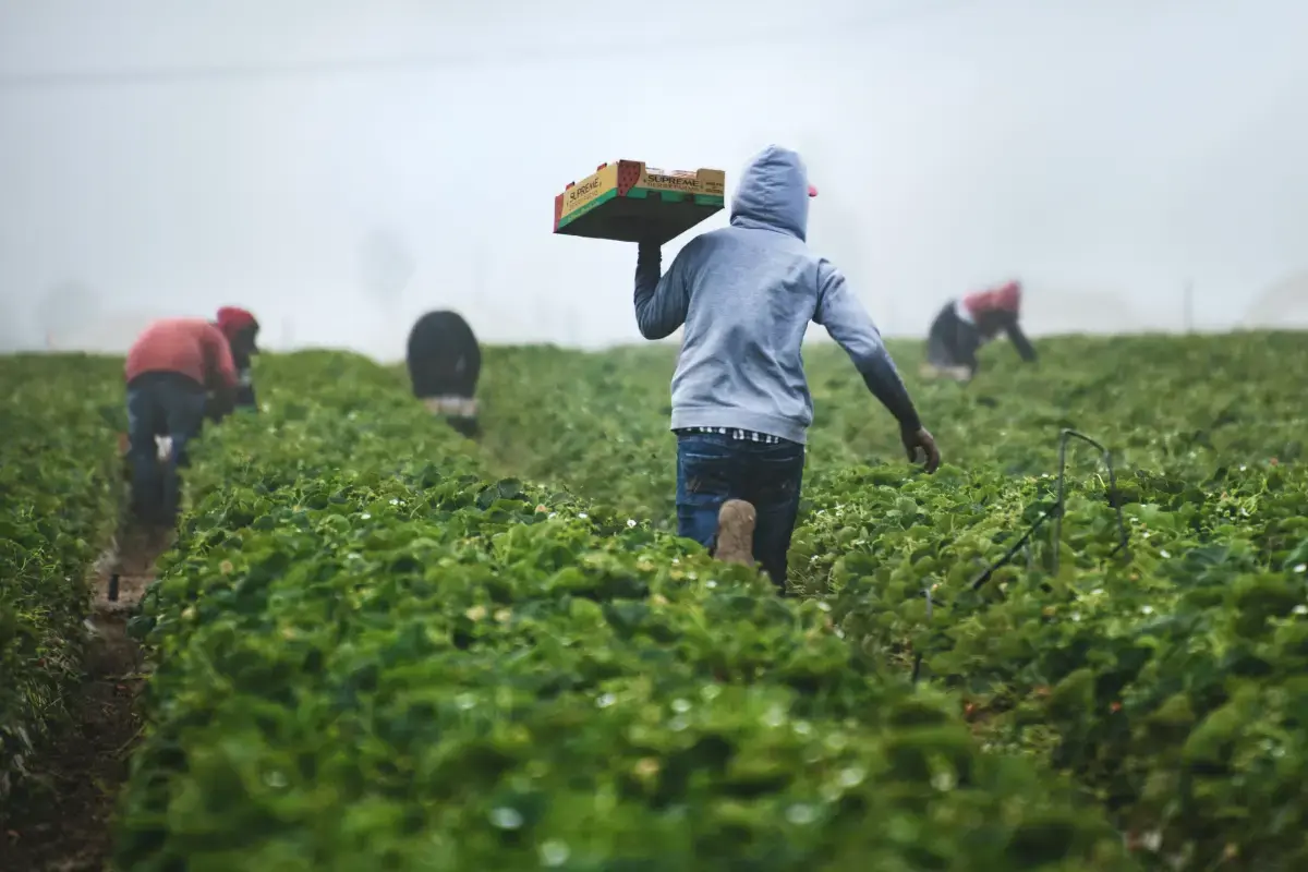 The Rhythm of Seasonal Work: Importance, Workers, and Impact Image2