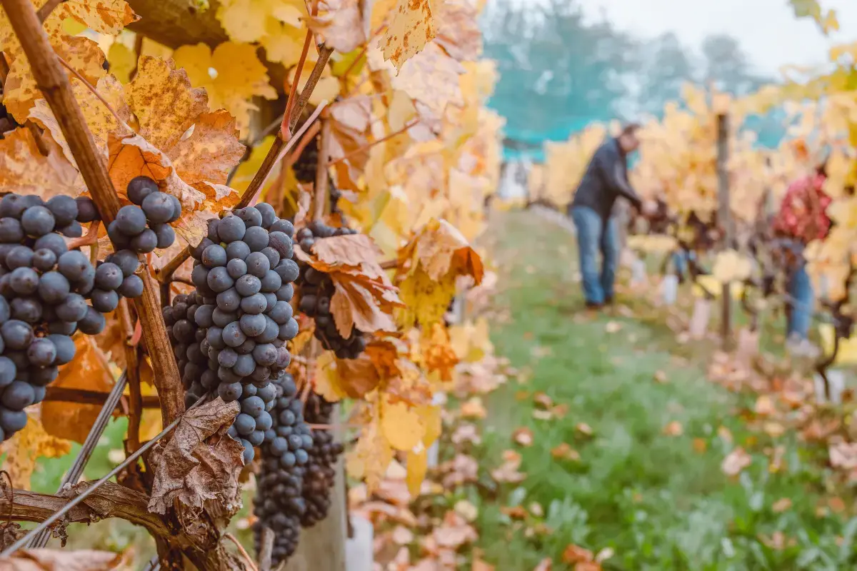 The Rhythm of Seasonal Work: Importance, Workers, and Impact Image3