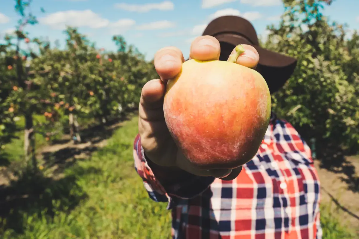 The Rhythm of Seasonal Work: Importance, Workers, and Impact Image4