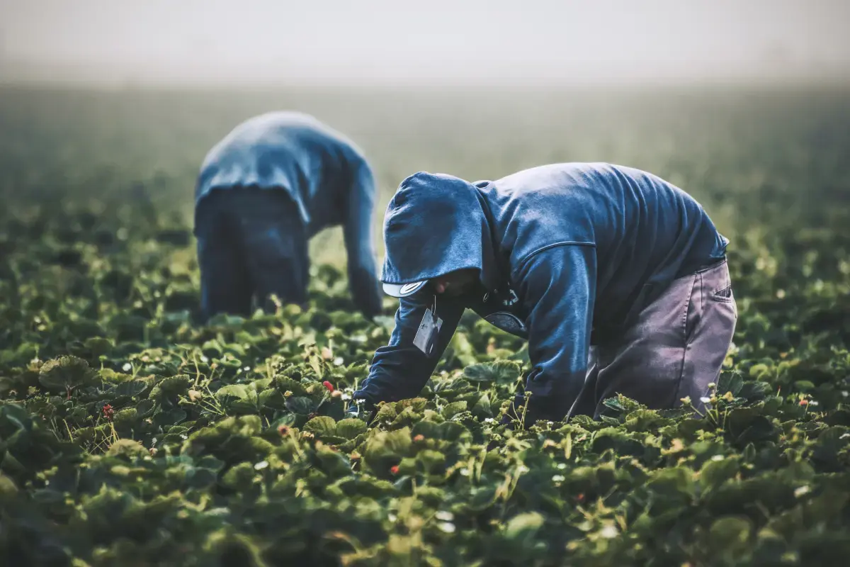 The Rhythm of Seasonal Work: Importance, Workers, and Impact Image5