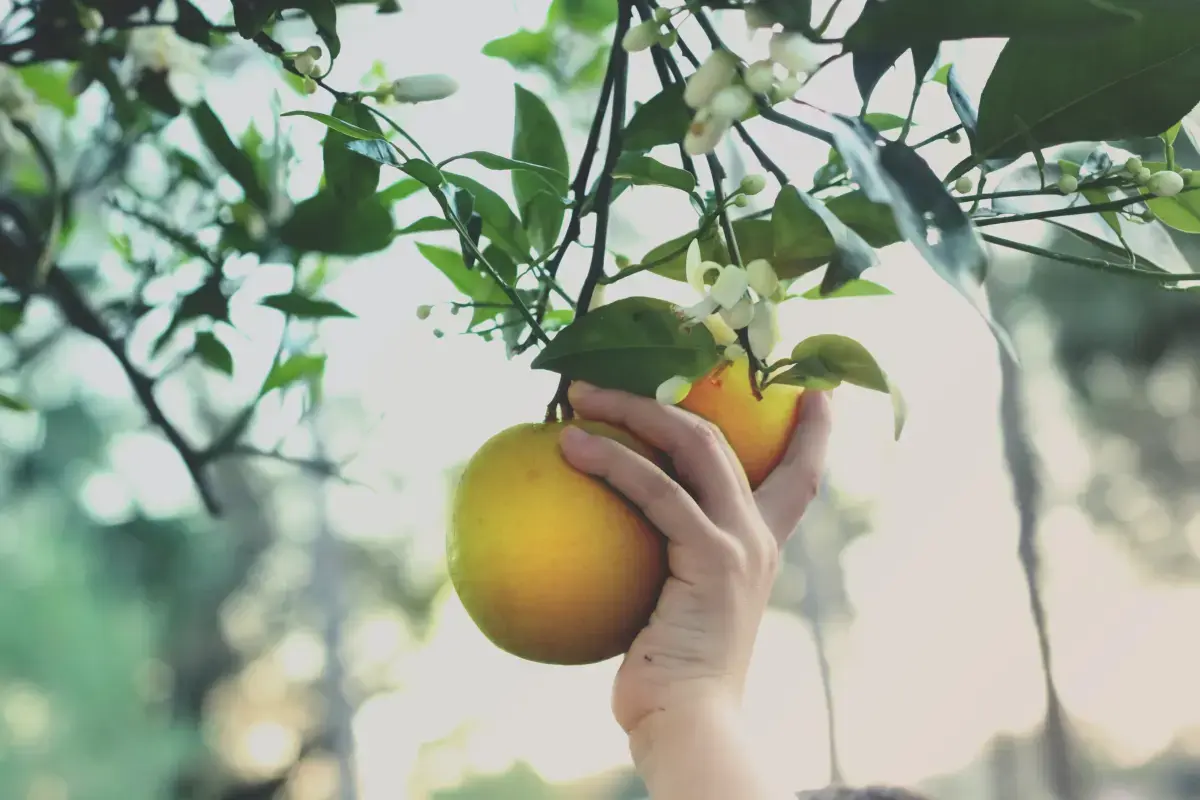 The Rhythm of Seasonal Work: Importance, Workers, and Impact Image6