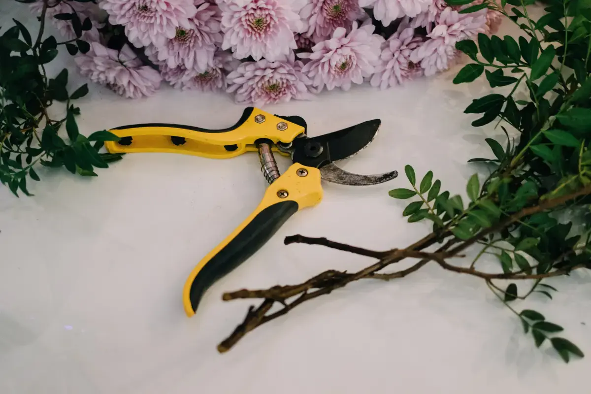 What is a Tree Pruning?