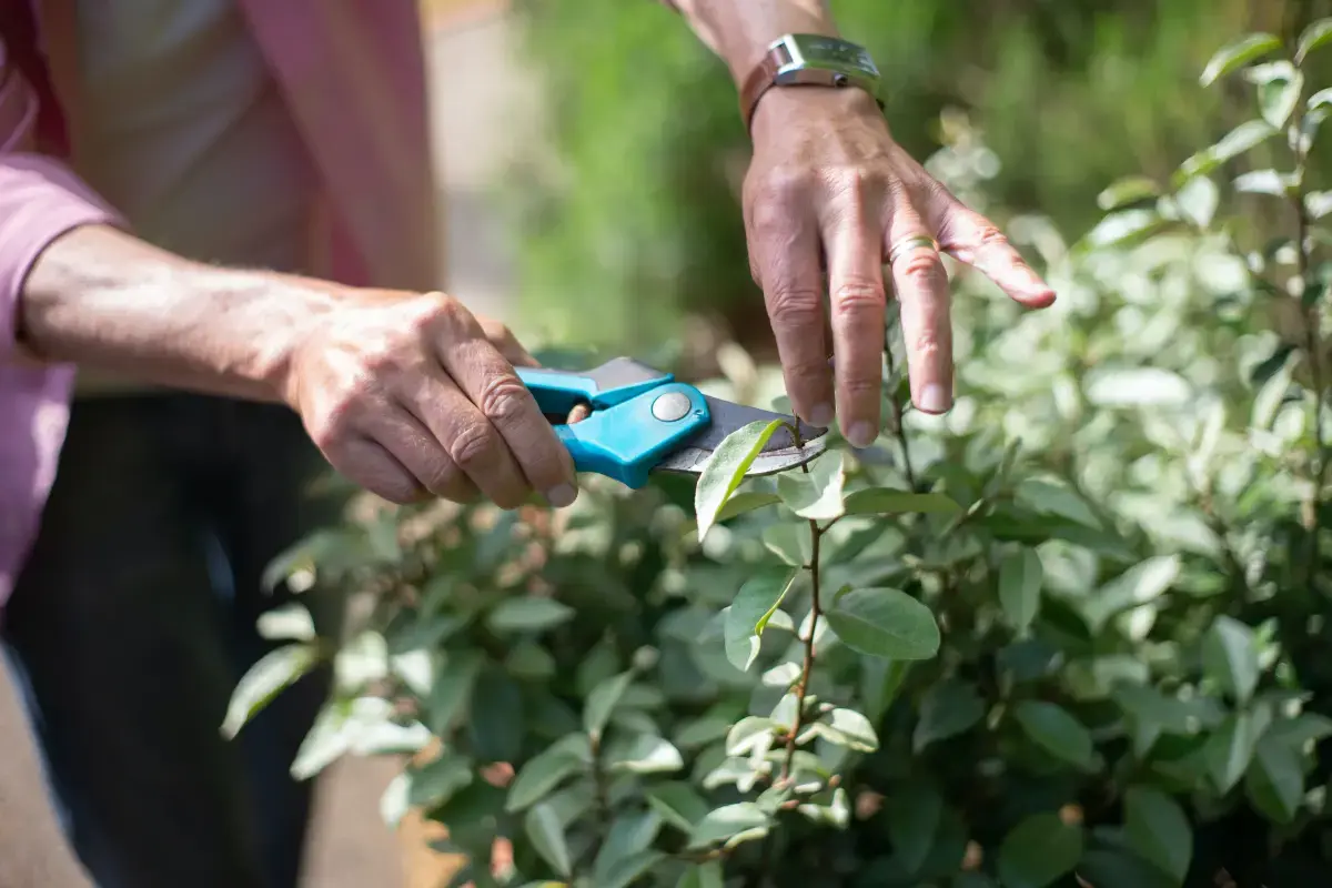 What is a Tree Pruning?