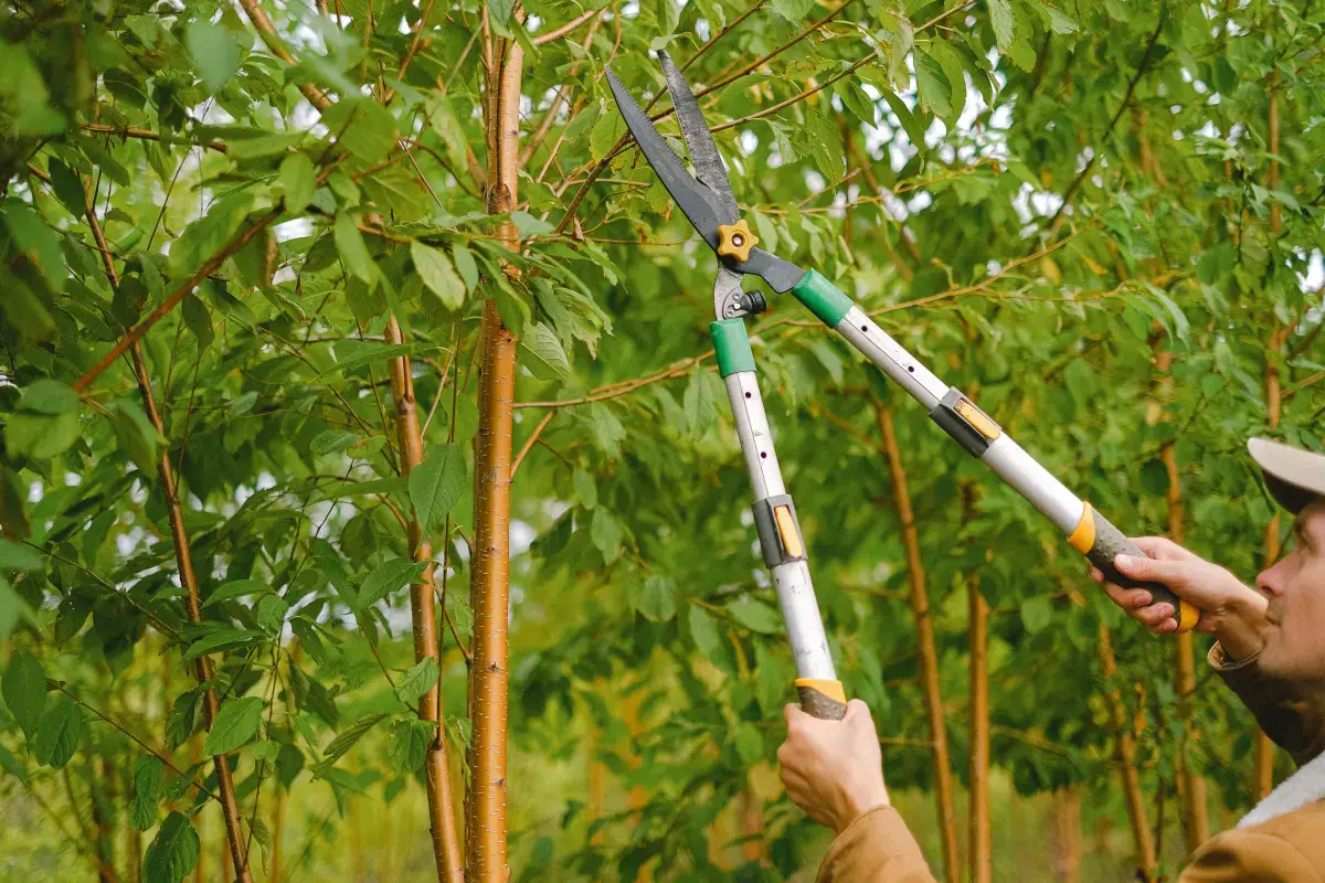 What is a Tree Pruning?