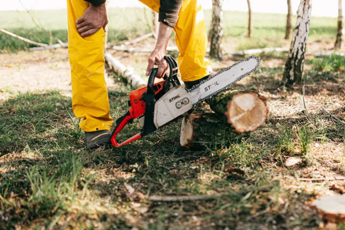 What is a Tree Services?