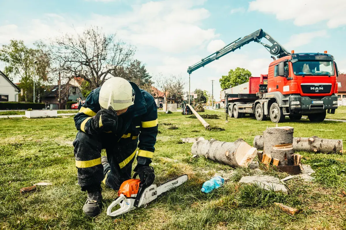 What is a Tree Services?