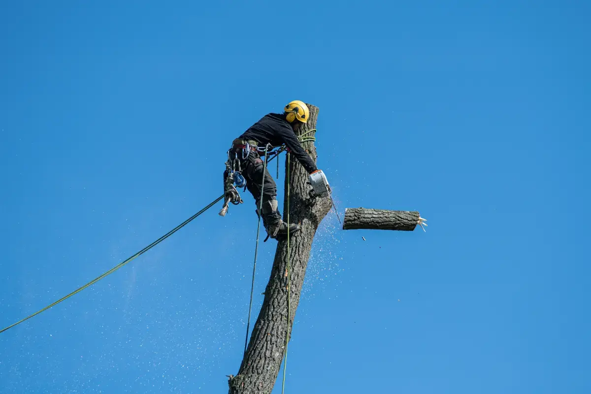 Working Conditions of a Tree Services?