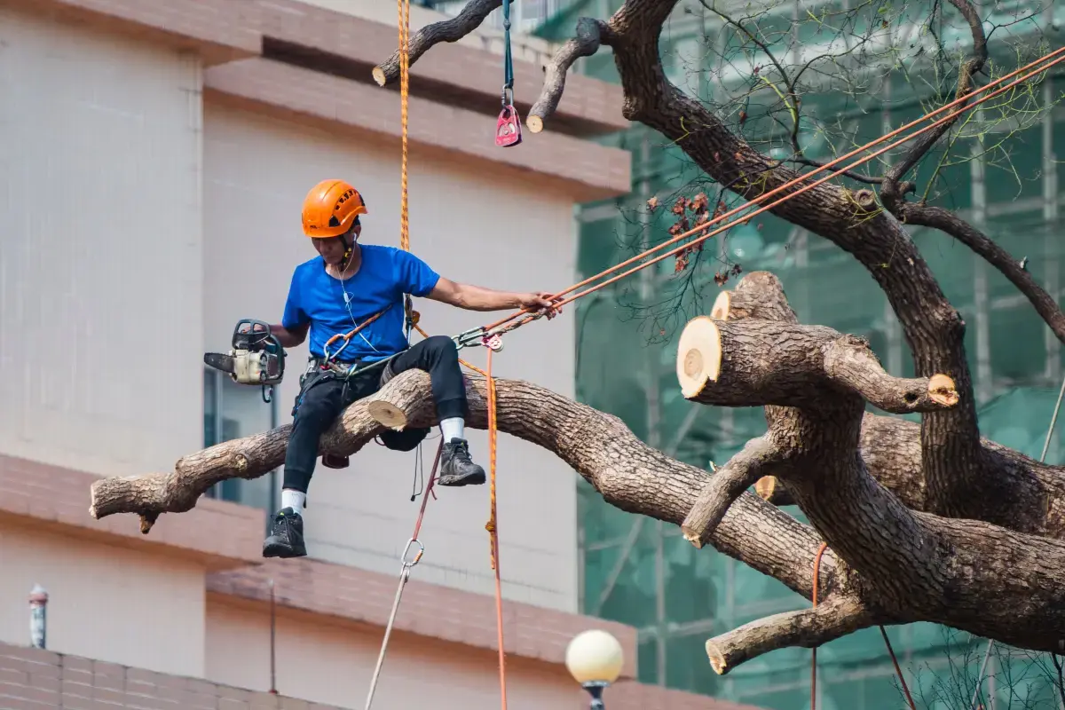 Tree Services