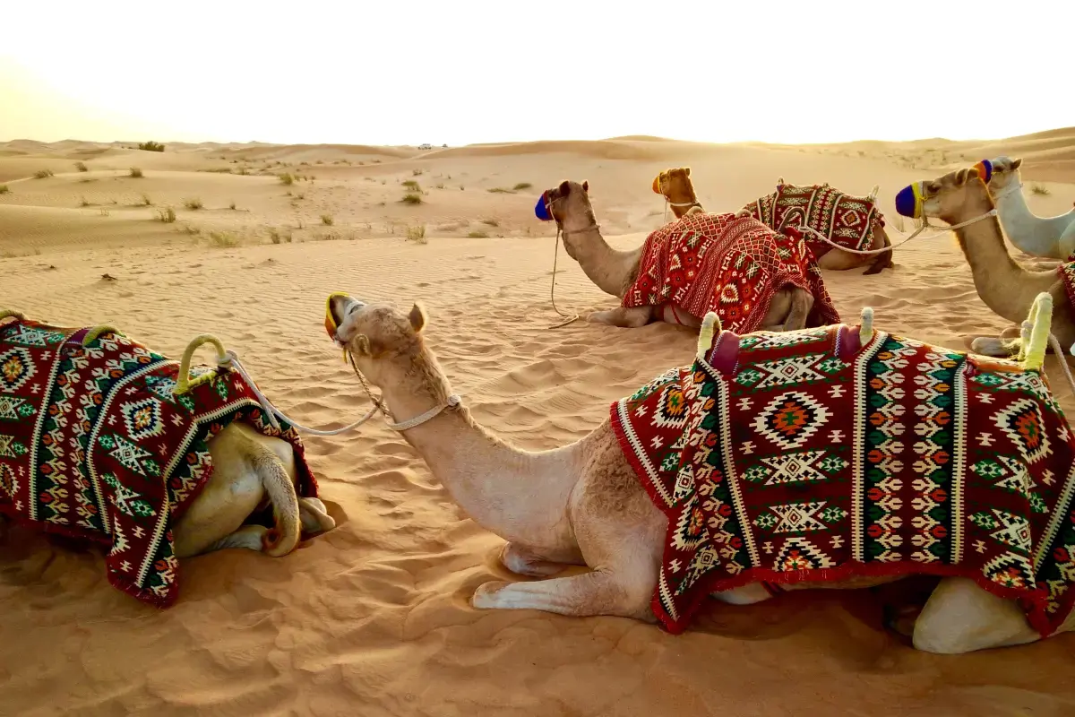 UAE Job Market Report 2026 Image14