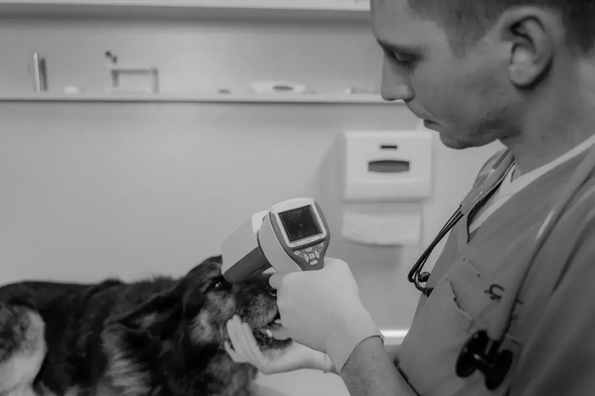 What is an expert Vet?