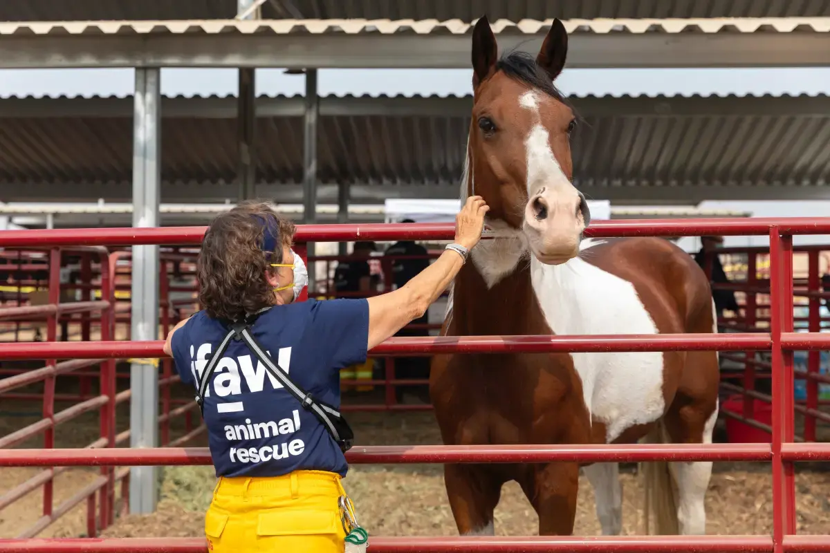 What is a Vet Nurse?