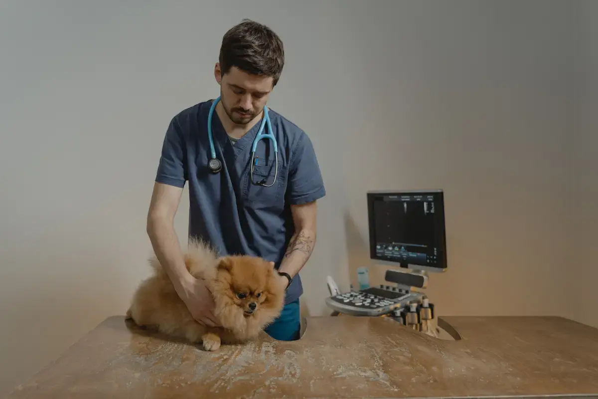 What is an expert Vet Nurse?