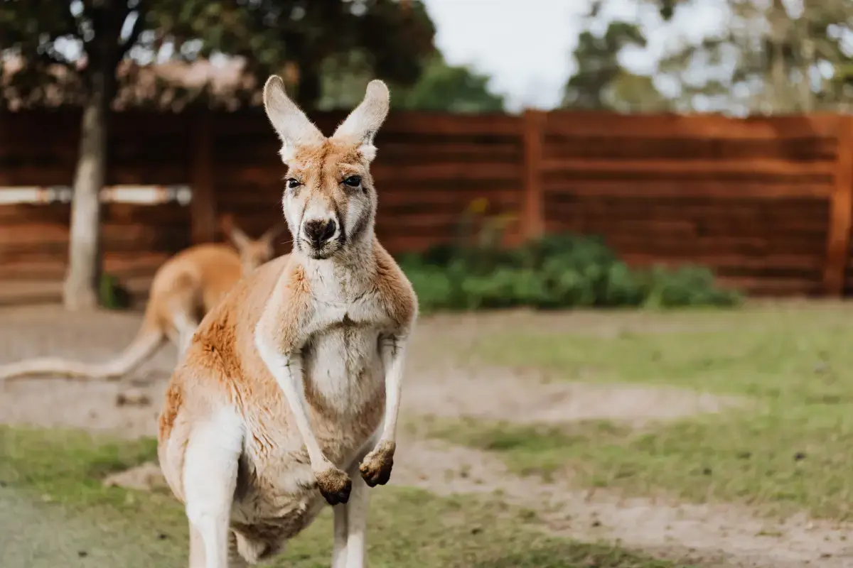Discovering the Heart of Australia through Volunteering: A Journey of Giving and Unity Image6