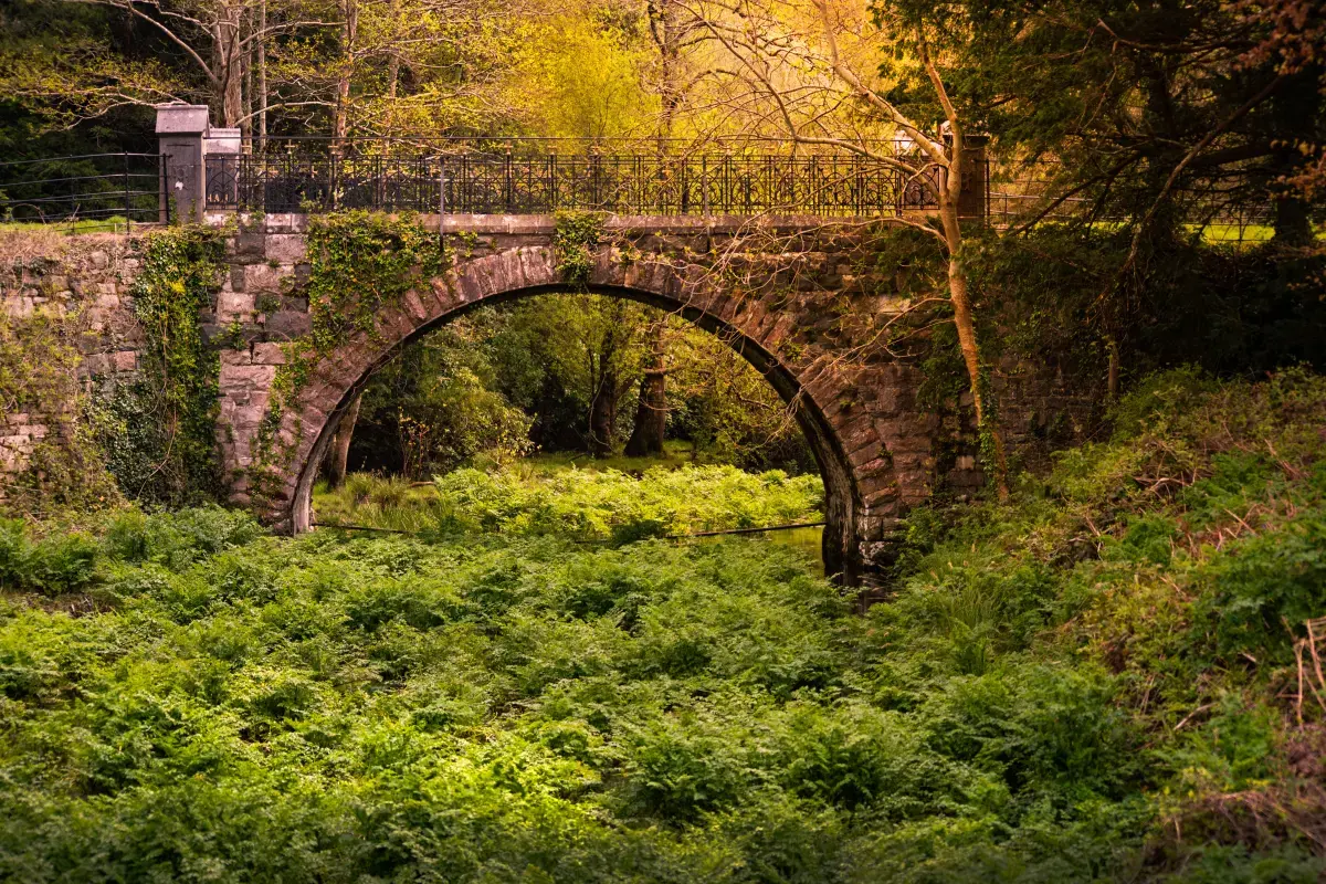Volunteering in Ireland: A Unique Experience of Giving Back Image1